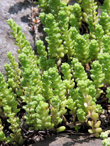 Sedum uniflorum ssp. oryzifolium