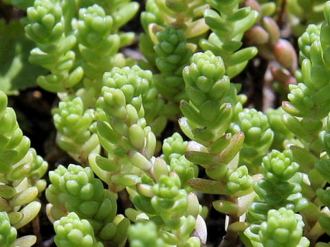 Sedum uniflorum ssp. oryzifolium