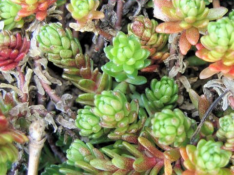 Sedum uniflorum ssp. oryzifolium