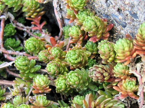 Sedum uniflorum ssp. oryzifolium