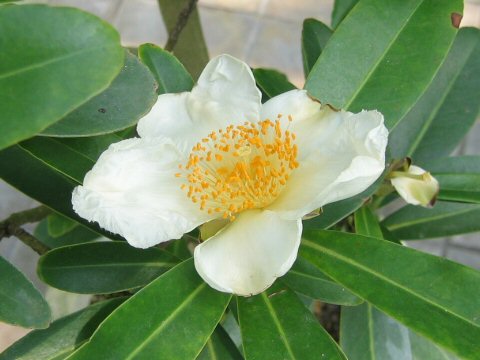 Gordonia axillaris