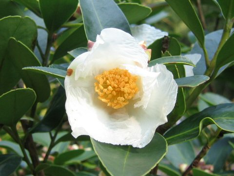 Gordonia axillaris