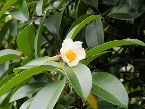 Gordonia axillaris