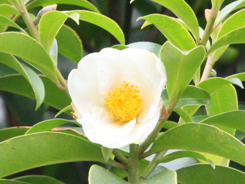 Gordonia axillaris