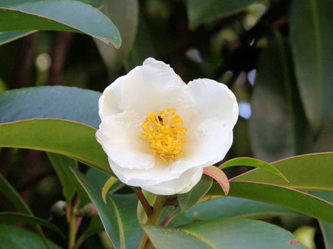 Gordonia axillaris