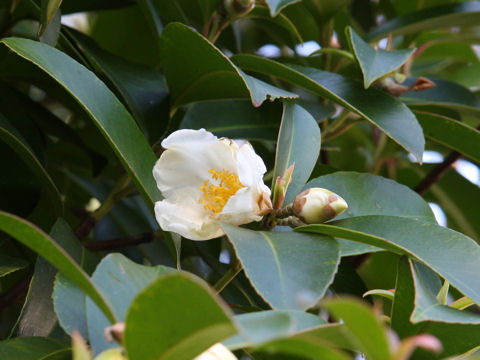 Gordonia axillaris