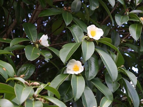 Gordonia axillaris