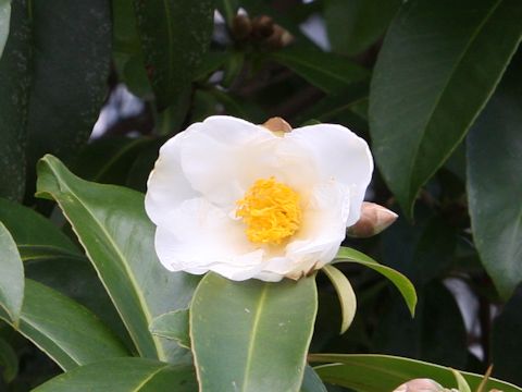 Gordonia axillaris