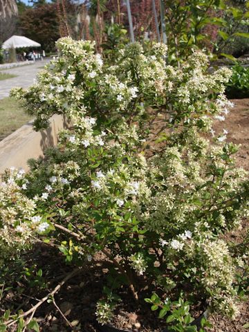 Abelia chinensis var. ionandra