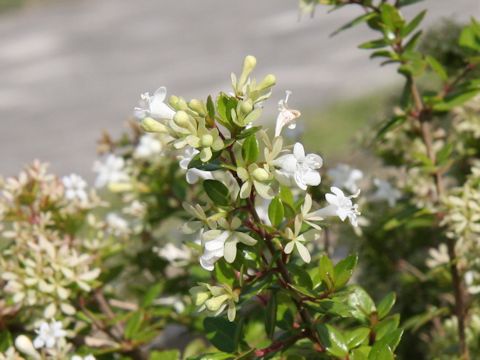 Abelia chinensis var. ionandra