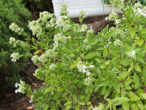 Abelia chinensis var. ionandra