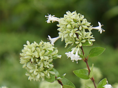 Abelia chinensis var. ionandra