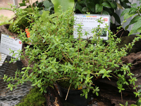 Abelia chinensis var. ionandra