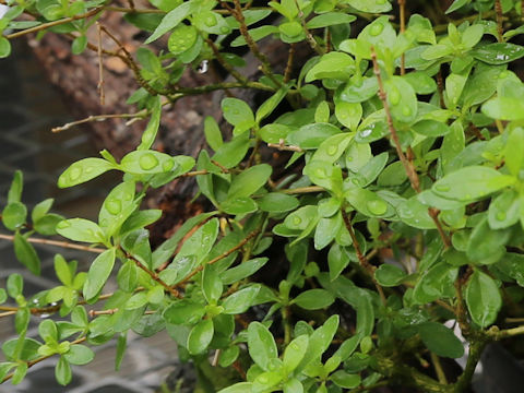Abelia chinensis var. ionandra