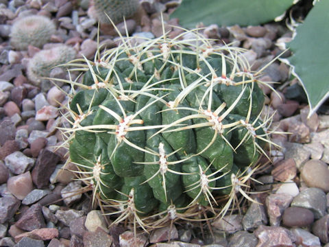 Gymnocalycium multiflorum