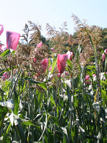 Sorghum bicolor