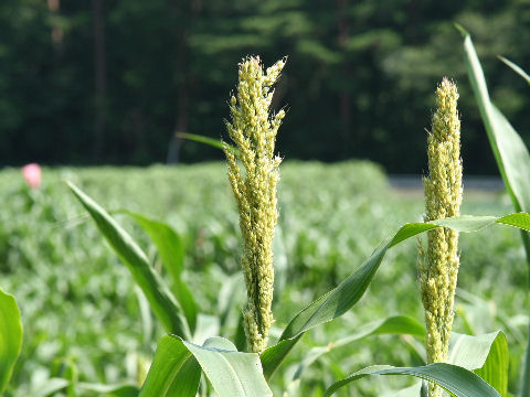 Sorghum bicolor