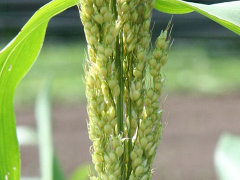 Sorghum bicolor