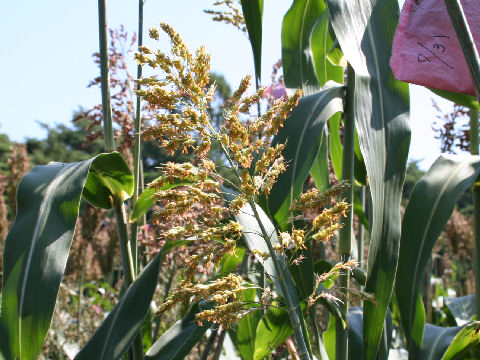 Sorghum bicolor