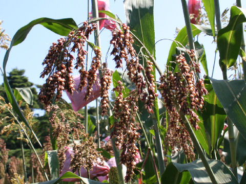 Sorghum bicolor