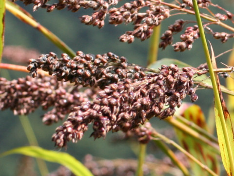 Sorghum bicolor