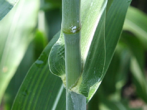 Sorghum bicolor