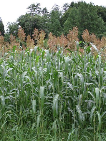 Sorghum bicolor