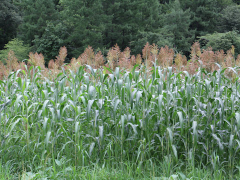 Sorghum bicolor