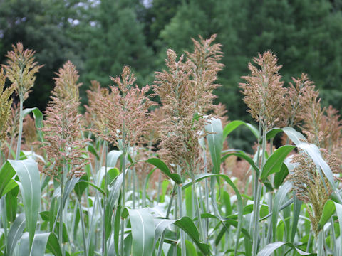 Sorghum bicolor