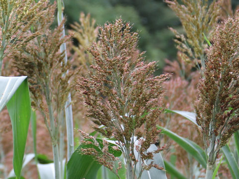 Sorghum bicolor