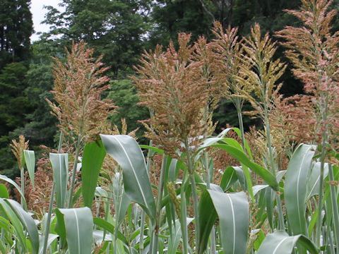 Sorghum bicolor