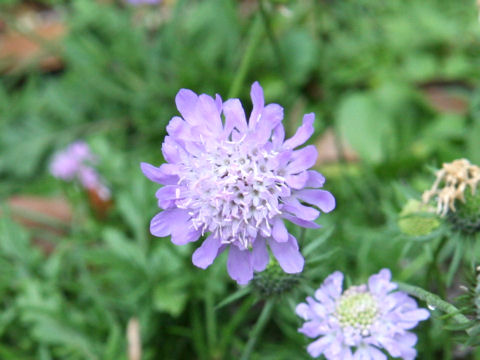 Scabiosa japonica var. alpina