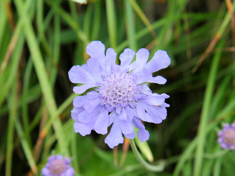 Scabiosa japonica var. alpina