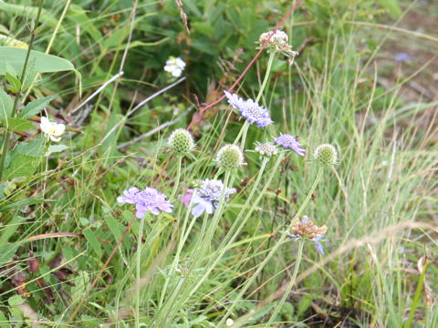 Scabiosa japonica var. alpina