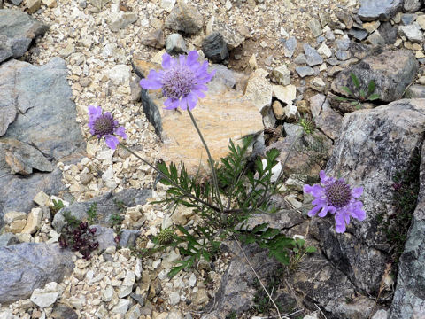 Scabiosa japonica var. alpina