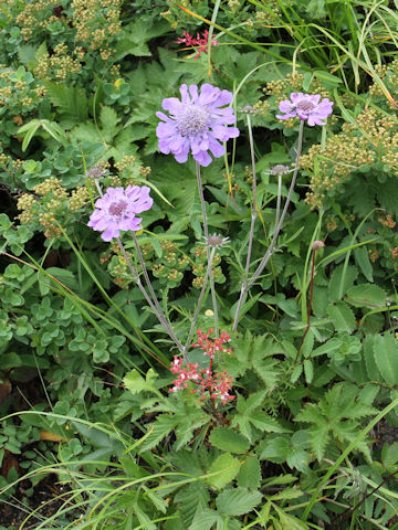 Scabiosa japonica var. alpina