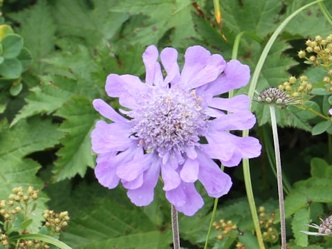 Scabiosa japonica var. alpina