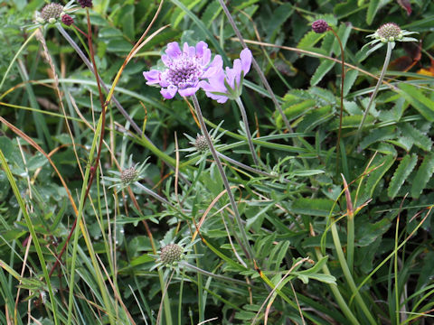 Scabiosa japonica var. alpina