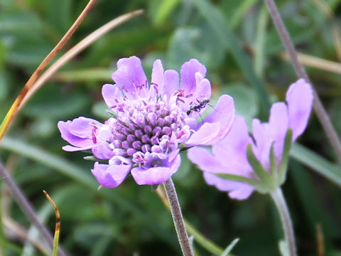 Scabiosa japonica var. alpina