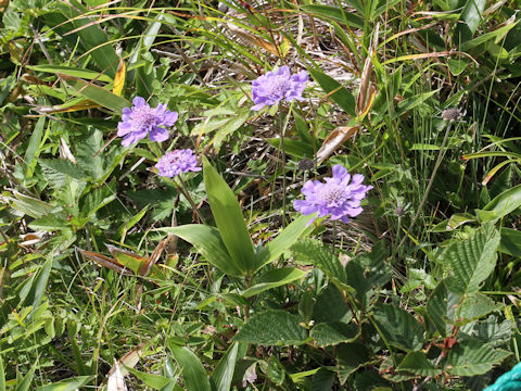 Scabiosa japonica var. alpina