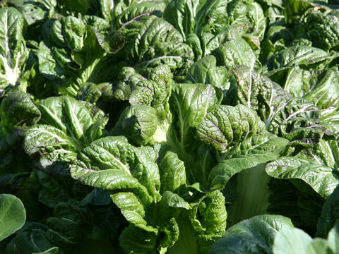 Brassica juncea var. integlifolia