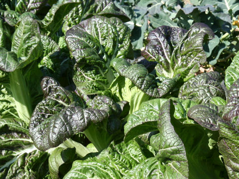 Brassica juncea var. integlifolia