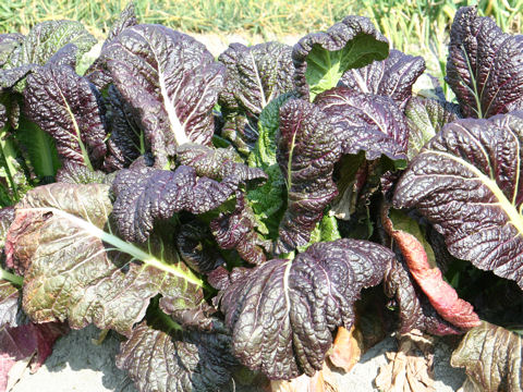 Brassica juncea var. integlifolia