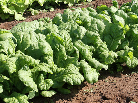 Brassica juncea var. integlifolia