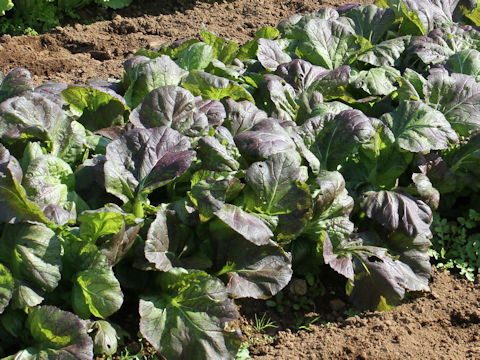 Brassica juncea var. integlifolia