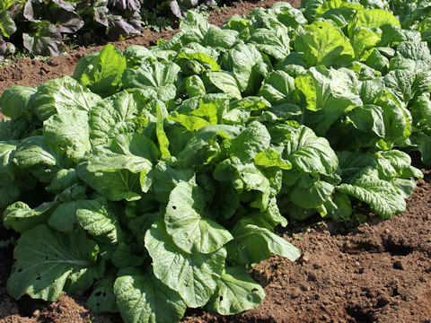 Brassica juncea var. integlifolia