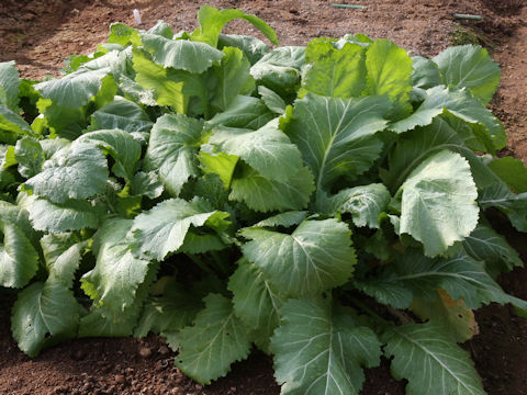 Brassica juncea var. integlifolia