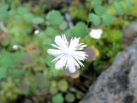 Thalictrum urbaini