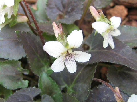 Viola yezoensis f. discolor