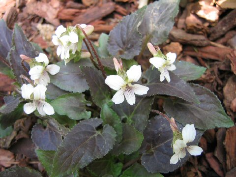 Viola yezoensis f. discolor